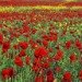 Poppies 070609_2